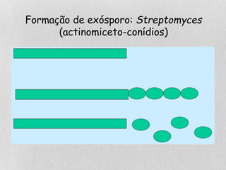 Formação de exósporo: Streptomyces
(actinomiceto-conídios)
 