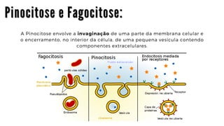 P i n o c i t o s e e F a g o c i t o s e :
P i n o c i t o s e e F a g o c i t o s e :
P i n o c i t o s e e F a g o c i t o s e :
A Pinocitose envolve a invaginação de uma parte da membrana celular e

o encerramento, no interior da célula, de uma pequena vesícula contendo

componentes extracelulares.
 