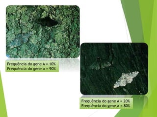 Frequência do gene A = 10%
Frequência do gene a = 90%
Frequência do gene A = 20%
Frequência do gene a = 80%
 