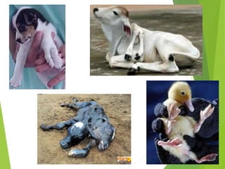 Genética de populações - genética animal básica