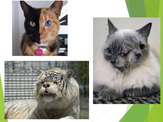 Genética de populações - genética animal básica