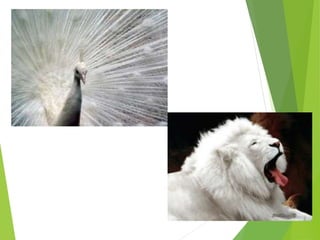 Genética de populações - genética animal básica