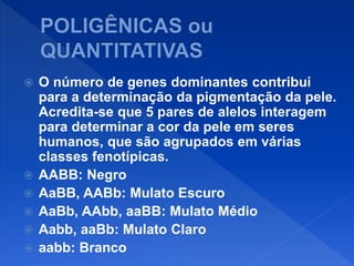  O número de genes dominantes contribui
para a determinação da pigmentação da pele.
Acredita-se que 5 pares de alelos interagem
para determinar a cor da pele em seres
humanos, que são agrupados em várias
classes fenotípicas.
 AABB: Negro
 AaBB, AABb: Mulato Escuro
 AaBb, AAbb, aaBB: Mulato Médio
 Aabb, aaBb: Mulato Claro
 aabb: Branco
 
