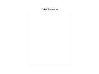 A ubiquinona
 