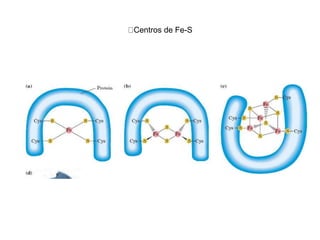 Centros de Fe-S
 