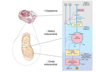 Citoplasma
Matriz
mitocondrial
Crista
mitocondrial
 