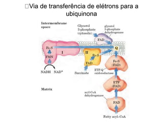 Via de transferência de elétrons para a
ubiquinona
 