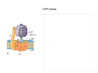 ATP sintase
 