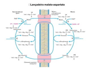 Lançadeira malato-aspartato
 