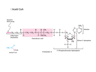 Acetil CoA
 