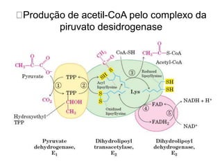 Produção de acetil-CoA pelo complexo da
piruvato desidrogenase
 