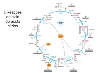 Reações
do ciclo
do ácido
cítrico
 