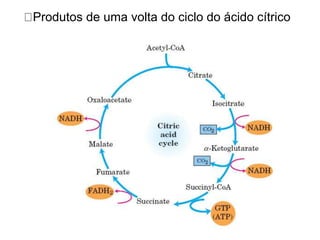 Produtos de uma volta do ciclo do ácido cítrico
 