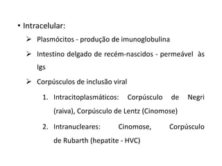 • Intracelular:
 Plasmócitos - produção de imunoglobulina
 Intestino delgado de recém-nascidos - permeável às
Igs
 Corpúsculos de inclusão viral
1. Intracitoplasmáticos: Corpúsculo de Negri
(raiva), Corpúsculo de Lentz (Cinomose)
2. Intranucleares: Cinomose, Corpúsculo
de Rubarth (hepatite - HVC)
 