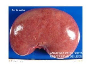 Rim de ovelha
 