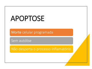 APOPTOSE
Morte celular programada
Sem autólise
Não desperta o processo inflamatório
 