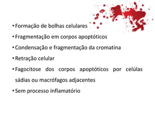 •Formação de bolhas celulares
•Fragmentação em corpos apoptóticos
•Condensação e fragmentação da cromatina
•Retração celular
•Fagocitose dos corpos apoptóticos por celúlas
sádias ou macrófagos adjacentes
•Sem processo inflamatório
 