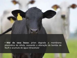 • Mal da vaca louca: príon degrada a membrana
plasmática da célula, causando a alteração da bomba de
Na/K e acumulo de água intracelular
 