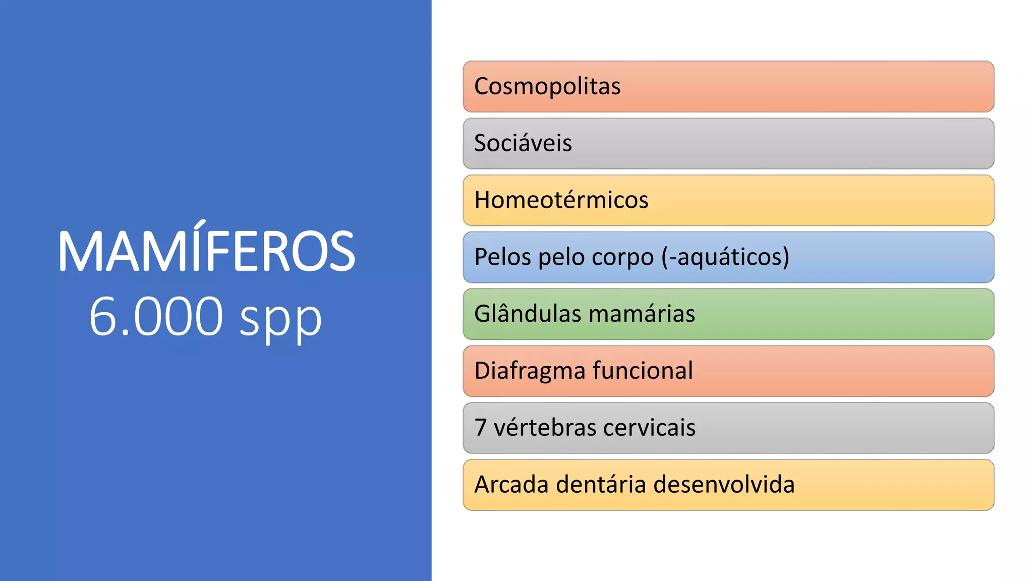 MAMÍFEROS
6.000 spp
Cosmopolitas
Sociáveis
Homeotérmicos
Pelos pelo corpo (-aquáticos)
Glândulas mamárias
Diafragma funcional
7 vértebras cervicais
Arcada dentária desenvolvida