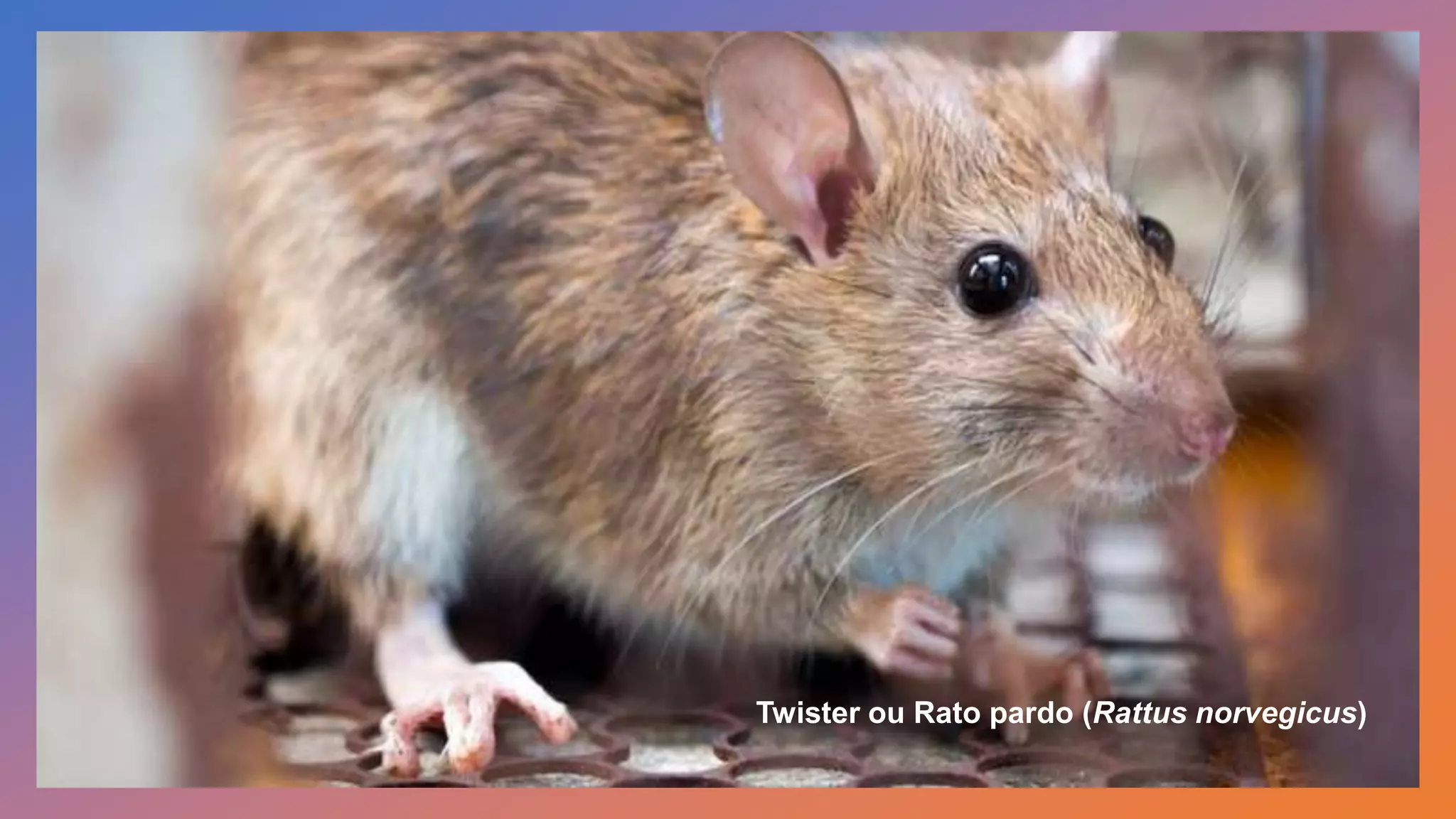 Twister ou Rato pardo (Rattus norvegicus)