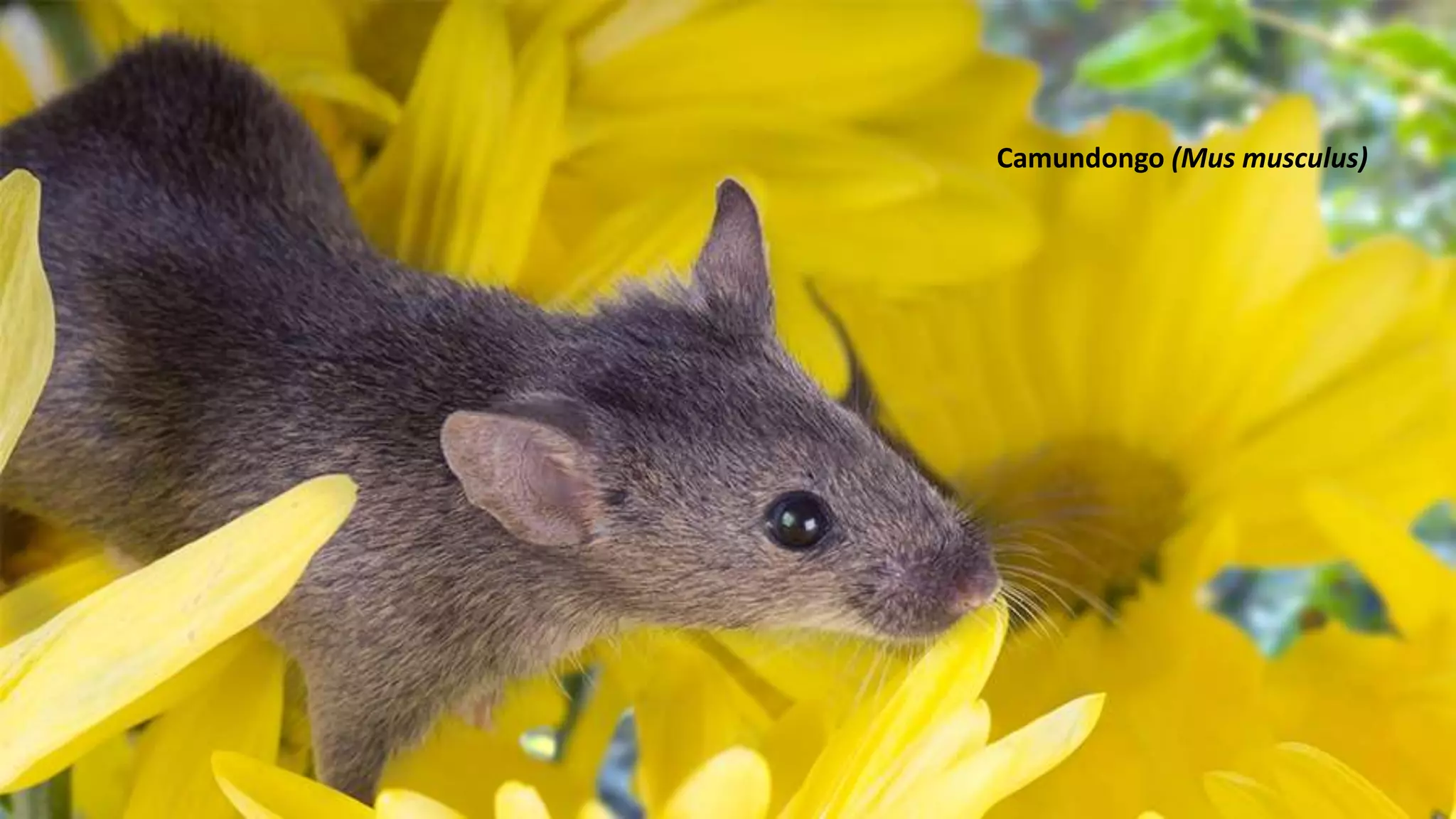 Camundongo (Mus musculus)