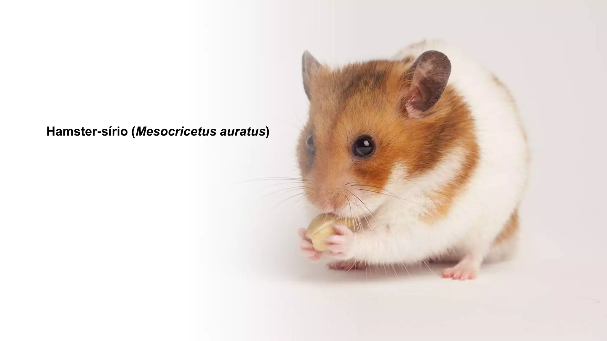 Hamster-sírio (Mesocricetus auratus)