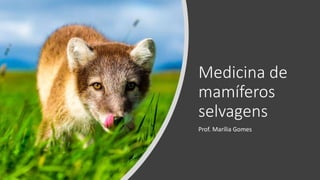 Medicina de
mamíferos
selvagens
Prof. Marília Gomes