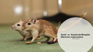 Gerbil ou Esquilo-da-Mongólia
(Meriones unguiculatus)