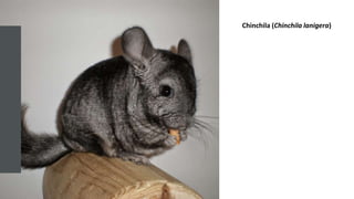 Chinchila (Chinchila lanigera)