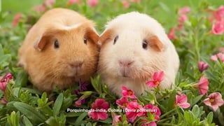 Porquinho-da-índia, Cobaia (Cavia porcellus)