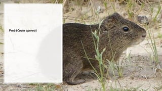Preá (Cavia aperea)