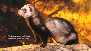 Furão-europeu ou Ferret
(Mustela putorius furo)