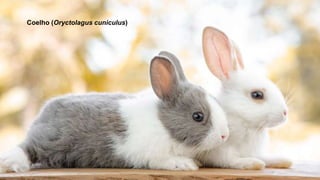 Coelho (Oryctolagus cuniculus)