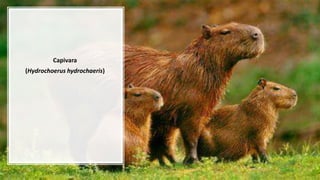 Capivara
(Hydrochoerus hydrochaeris)