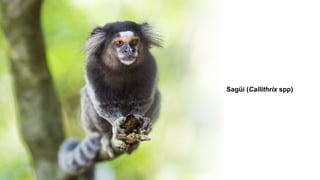 Sagüi (Callithrix spp)