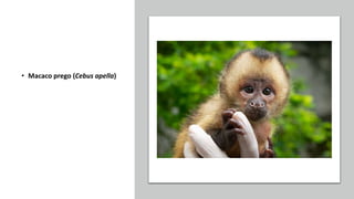 • Macaco prego (Cebus apella)