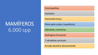 MAMÍFEROS
6.000 spp
Cosmopolitas
Sociáveis
Homeotérmicos
Pelos pelo corpo (-aquáticos)
Glândulas mamárias
Diafragma funcional
7 vértebras cervicais
Arcada dentária desenvolvida