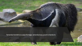 Tamanduá-bandeira ou papa-formigas, tamanduá-açú, jurumi e bandurra