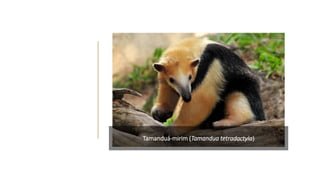 Tamanduá-mirim (Tamandua tetradactyla)