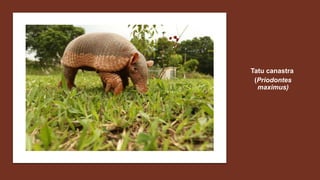Tatu canastra
(Priodontes
maximus)