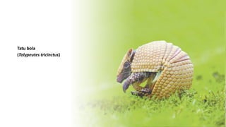 Tatu bola
(Tolypeutes tricinctus)
