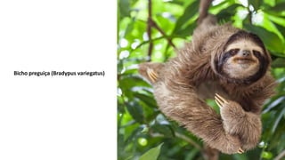 Bicho preguiça (Bradypus variegatus)