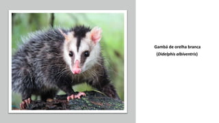 Gambá de orelha branca
(Didelphis albiventris)
