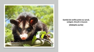 Gambá de orelha preta ou saruê,
sariguê, micurê e mucura
(Didelphis aurita)