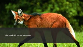 Lobo guará (Chrysocyon brachyurus)