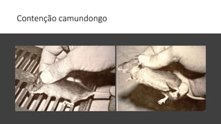 Contenção camundongo