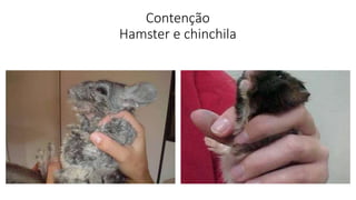 Contenção
Hamster e chinchila