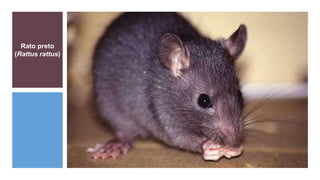 Rato preto
(Rattus rattus)