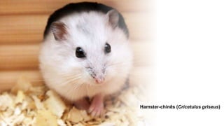 Hamster-chinês (Cricetulus griseus)