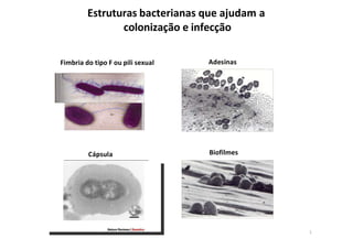 Estruturas bacterianas que ajudam a
colonização e infecção
Fimbria do tipo F ou pili sexual Adesinas
Biofilmes
Cápsula
1
 